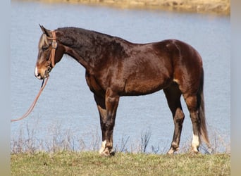 Rocky Mountain Horse, Wałach, 15 lat, Ciemnokasztanowata