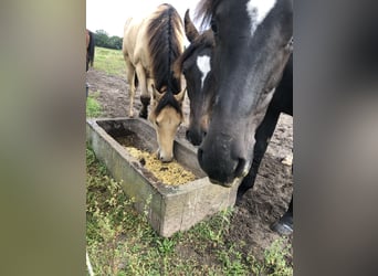 Rocky Mountain Horse Mix, Wałach, 1 Rok, 155 cm, Szampańska