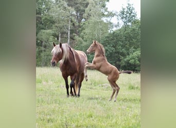 Rocky Mountain Horse Mix, Wałach, 1 Rok, 155 cm, Szampańska