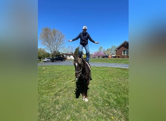 Rocky Mountain Horse, Wałach, 3 lat, 142 cm, Jasnogniada