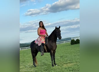 Rocky Mountain Horse, Wałach, 6 lat, 142 cm, Gniada