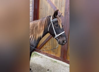 Rocky Mountain Horse, Wałach, 6 lat, 152 cm, Gniada