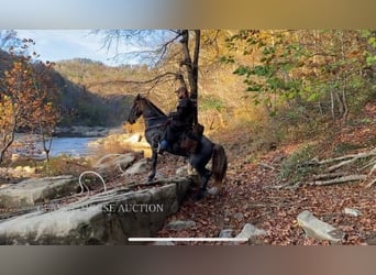 Rocky Mountain Horse, Wałach, 6 lat, 152 cm, Gniada