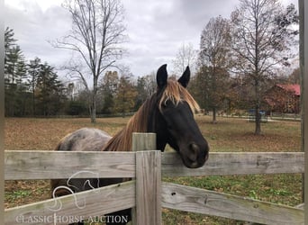 Rocky Mountain Horse, Wałach, 6 lat, 152 cm, Gniada