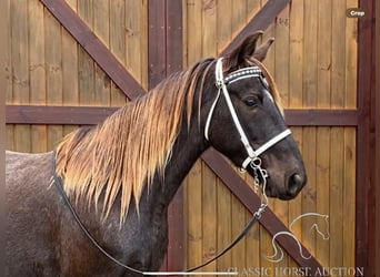 Rocky Mountain Horse, Wałach, 6 lat, 152 cm, Gniada