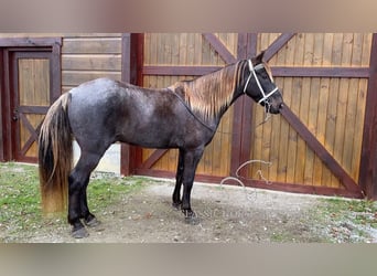 Rocky Mountain Horse, Wałach, 6 lat, 152 cm, Gniada