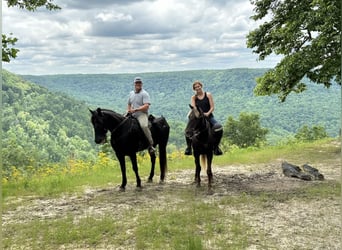 Rocky Mountain Horse, Wałach, 7 lat, 142 cm, Gniada