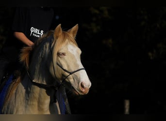 Rocky Mountain Horse, Wałach, 8 lat, 147 cm, Cremello