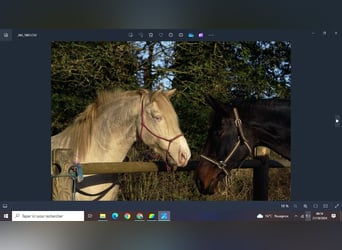 Rocky Mountain Horse, Wałach, 9 lat, 147 cm, Cremello