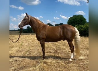 Rocky Mountain Horse, Wallach, 10 Jahre, 157 cm, Palomino