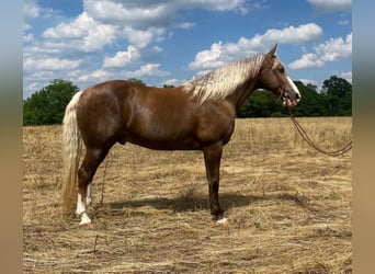 Rocky Mountain Horse, Wallach, 10 Jahre, 157 cm, Palomino