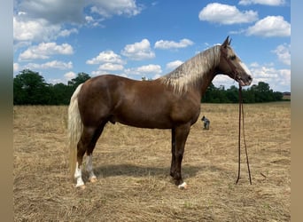 Rocky Mountain Horse, Wallach, 10 Jahre, 157 cm, Palomino
