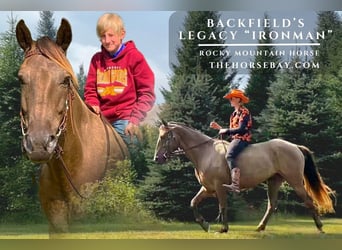Rocky Mountain Horse, Wallach, 10 Jahre, 160 cm, Brauner