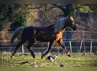 Rocky Mountain Horse, Wallach, 11 Jahre, 154 cm, Brauner