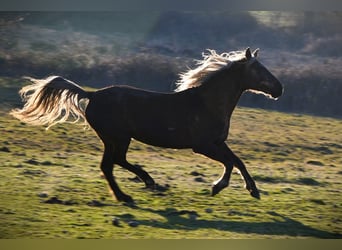 Rocky Mountain Horse, Wallach, 11 Jahre, 154 cm, Brauner