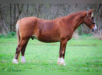 Rocky Mountain Horse, Wallach, 12 Jahre, 152 cm, Brauner