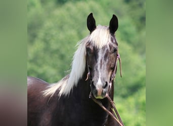 Rocky Mountain Horse, Wallach, 12 Jahre, 155 cm, Brauner