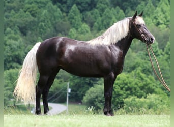 Rocky Mountain Horse, Wallach, 12 Jahre, 155 cm, Brauner