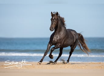 Rocky Mountain Horse, Wallach, 12 Jahre, 155 cm, Roan-Bay