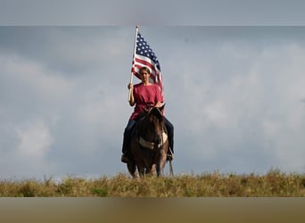 Rocky Mountain Horse, Wallach, 13 Jahre, 150 cm, Tobiano-alle-Farben
