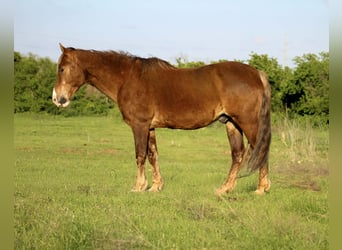 Rocky Mountain Horse, Wallach, 14 Jahre, 150 cm, Palomino