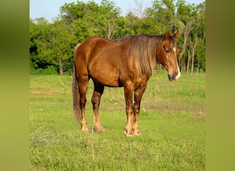 Rocky Mountain Horse, Wallach, 14 Jahre, 152 cm, Palomino