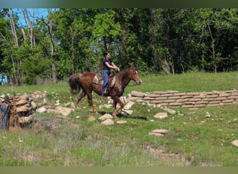 Rocky Mountain Horse, Wallach, 14 Jahre, 152 cm, Palomino