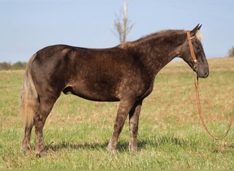 Rocky Mountain Horse, Wallach, 14 Jahre, 155 cm, Brauner