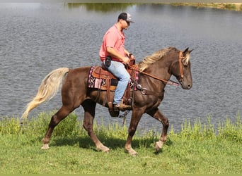 Rocky Mountain Horse, Wallach, 14 Jahre, 163 cm, Brauner