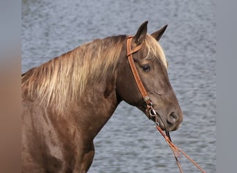 Rocky Mountain Horse, Wallach, 14 Jahre, 163 cm, Brauner