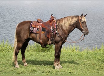 Rocky Mountain Horse, Wallach, 14 Jahre, 163 cm, Brauner