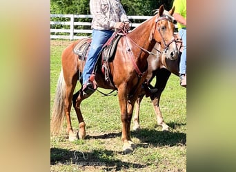 Rocky Mountain Horse, Wallach, 14 Jahre, 163 cm, Rotfuchs