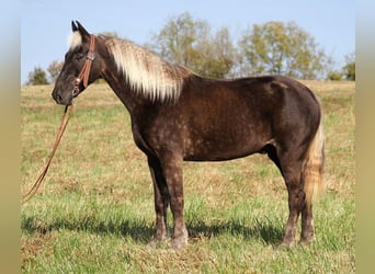 Rocky Mountain Horse, Wallach, 15 Jahre, 155 cm, Brauner