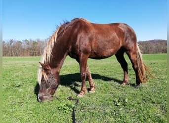 Rocky Mountain Horse, Wallach, 15 Jahre, 155 cm