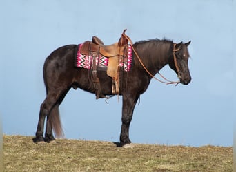 Rocky Mountain Horse, Wallach, 15 Jahre, Dunkelfuchs