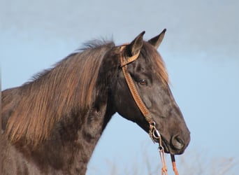 Rocky Mountain Horse, Wallach, 15 Jahre, Dunkelfuchs