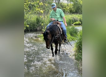 Rocky Mountain Horse, Wallach, 16 Jahre, 155 cm, Rotbrauner