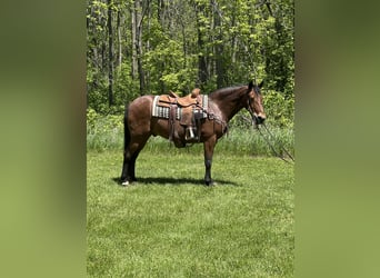 Rocky Mountain Horse, Wallach, 16 Jahre, 155 cm, Rotbrauner