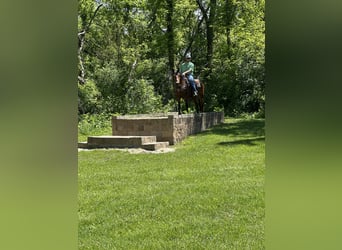Rocky Mountain Horse, Wallach, 16 Jahre, 155 cm, Rotbrauner
