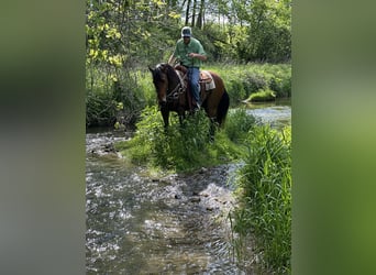 Rocky Mountain Horse, Wallach, 16 Jahre, 155 cm, Rotbrauner