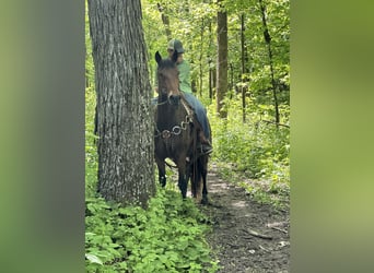 Rocky Mountain Horse, Wallach, 16 Jahre, 155 cm, Rotbrauner