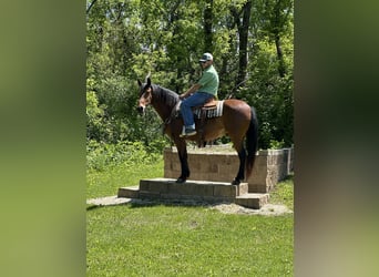 Rocky Mountain Horse, Wallach, 16 Jahre, 155 cm, Rotbrauner