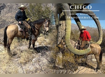 Rocky Mountain Horse, Wallach, 18 Jahre, 150 cm, Buckskin