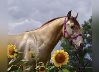 Rocky Mountain Horse Mix, Wallach, 1 Jahr, 155 cm, Champagne