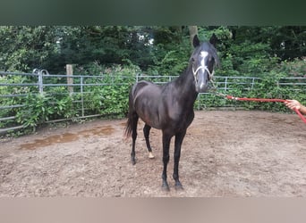 Rocky Mountain Horse Mix, Wallach, 2 Jahre, 148 cm, Rappe