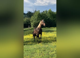 Rocky Mountain Horse Mix, Wallach, 2 Jahre, 155 cm