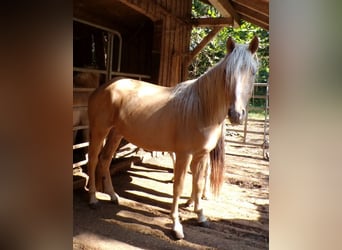 Rocky Mountain Horse Mix, Wallach, 3 Jahre, 145 cm, Palomino