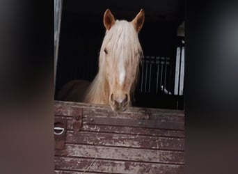 Rocky Mountain Horse Mix, Wallach, 3 Jahre, 146 cm, Palomino