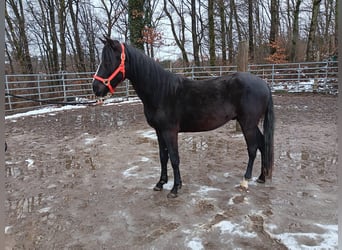 Rocky Mountain Horse Mix, Wallach, 3 Jahre, 149 cm, Rappe