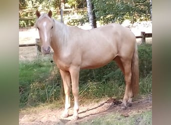Rocky Mountain Horse Mix, Wallach, 3 Jahre, 150 cm, Palomino